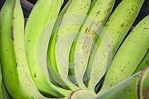 Group of green bananas for sale photo